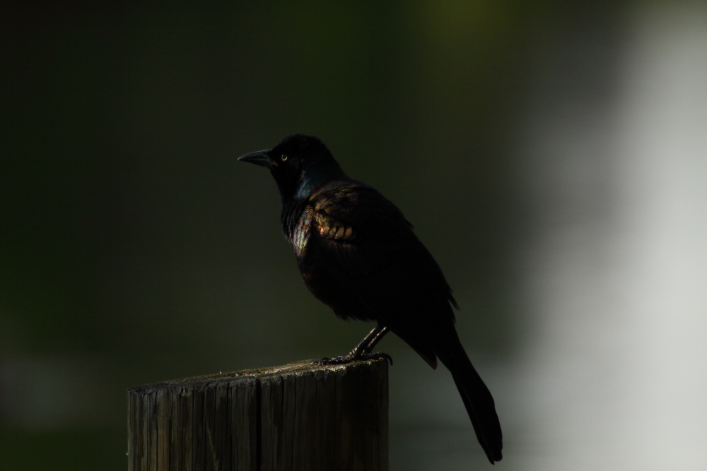 2013 06 05 IMG 09020